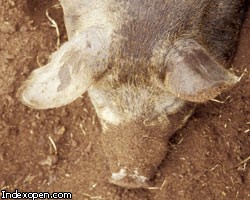 Свинья взяла в заложницы жительницу Австралии