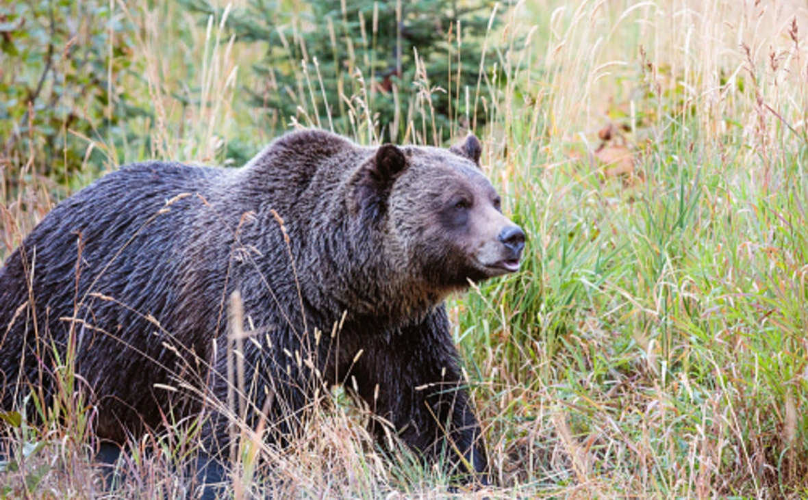 Matteo Colombo / Getty Images