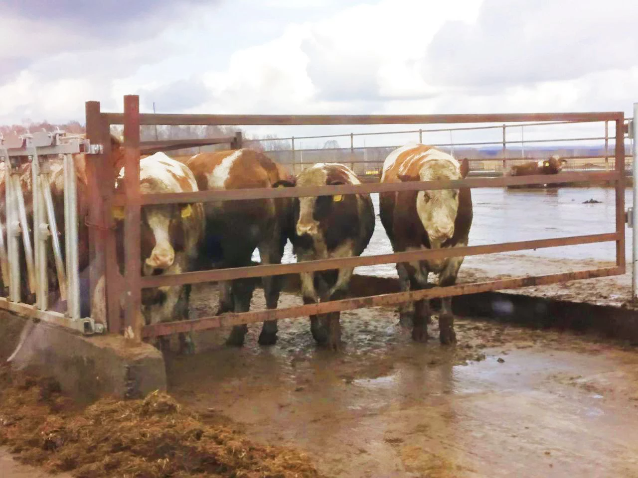 Алексей Коваленок / РБК Новосибирск