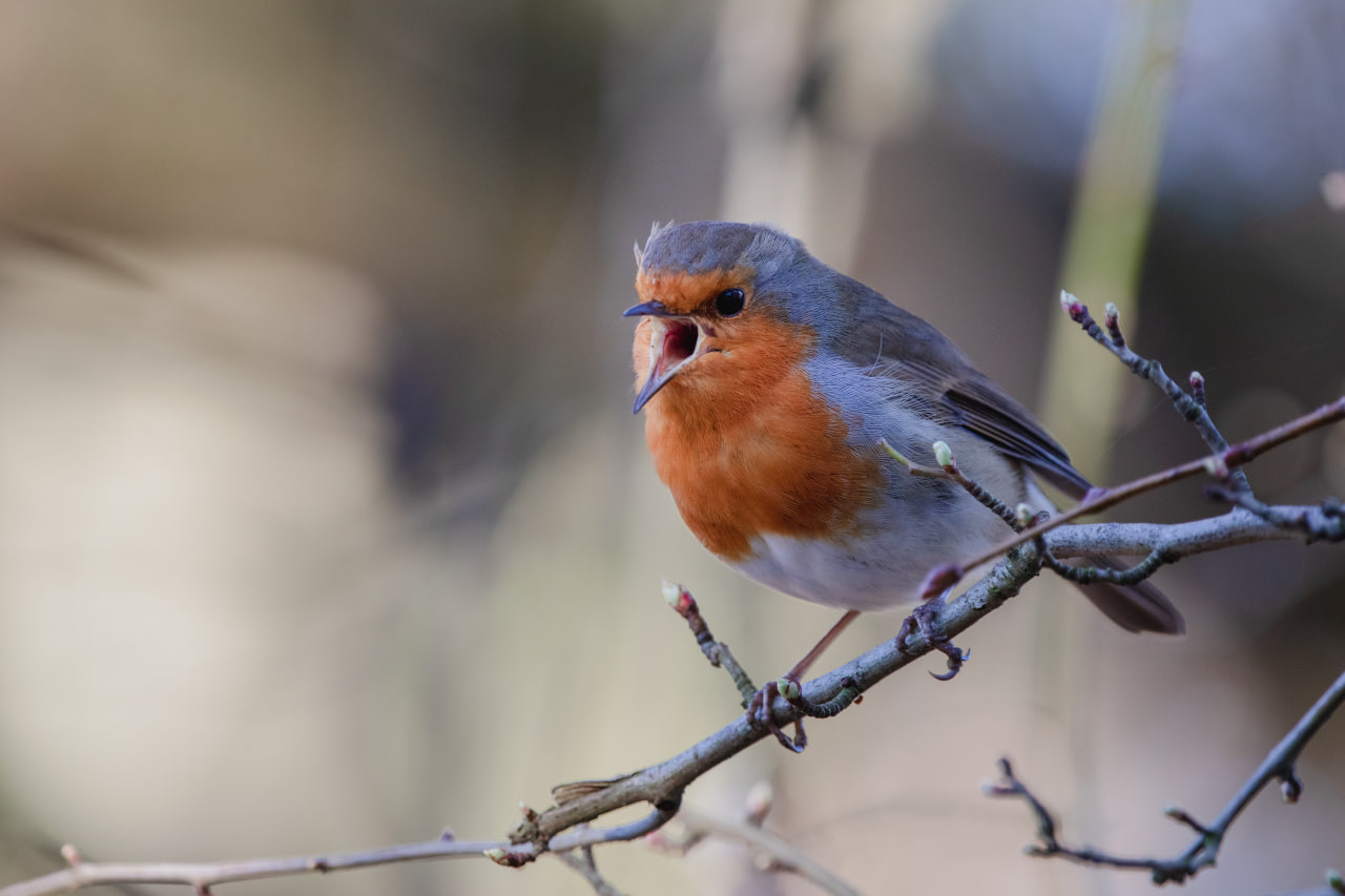 Технология прослушивания может быть полезна в исследованиях птиц и животных