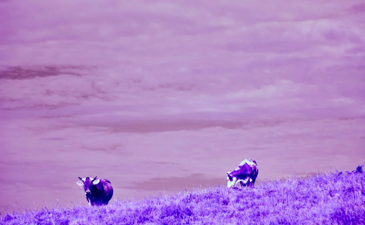 Wolfgang Hasselmann / Unsplash