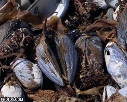 Стая моллюсков сорвала морской круиз