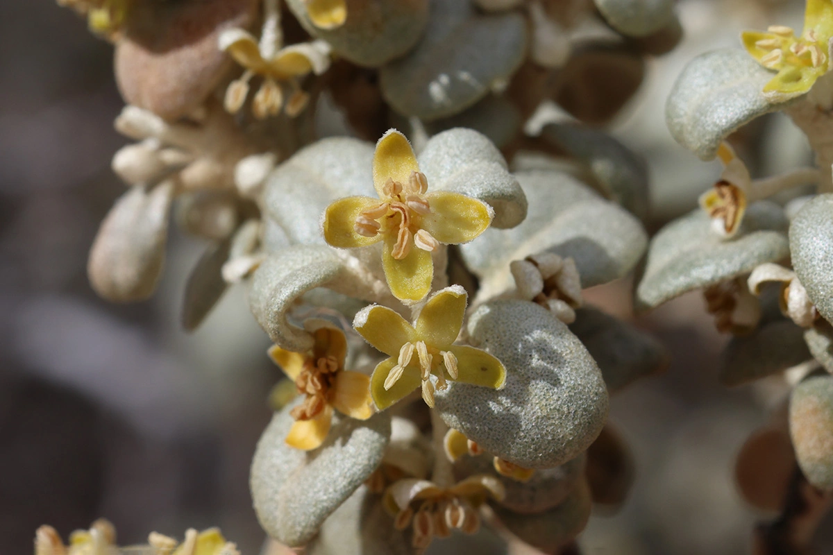 Шефердия круглолистная