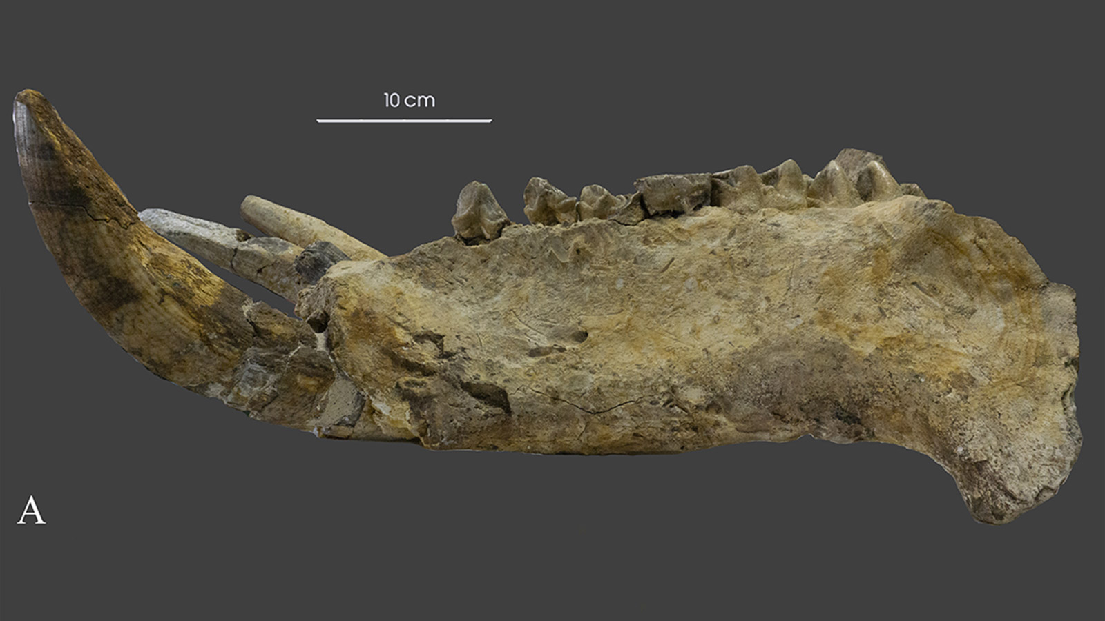 <p>На фото: исследуемый&nbsp;череп древнего бегемота</p>