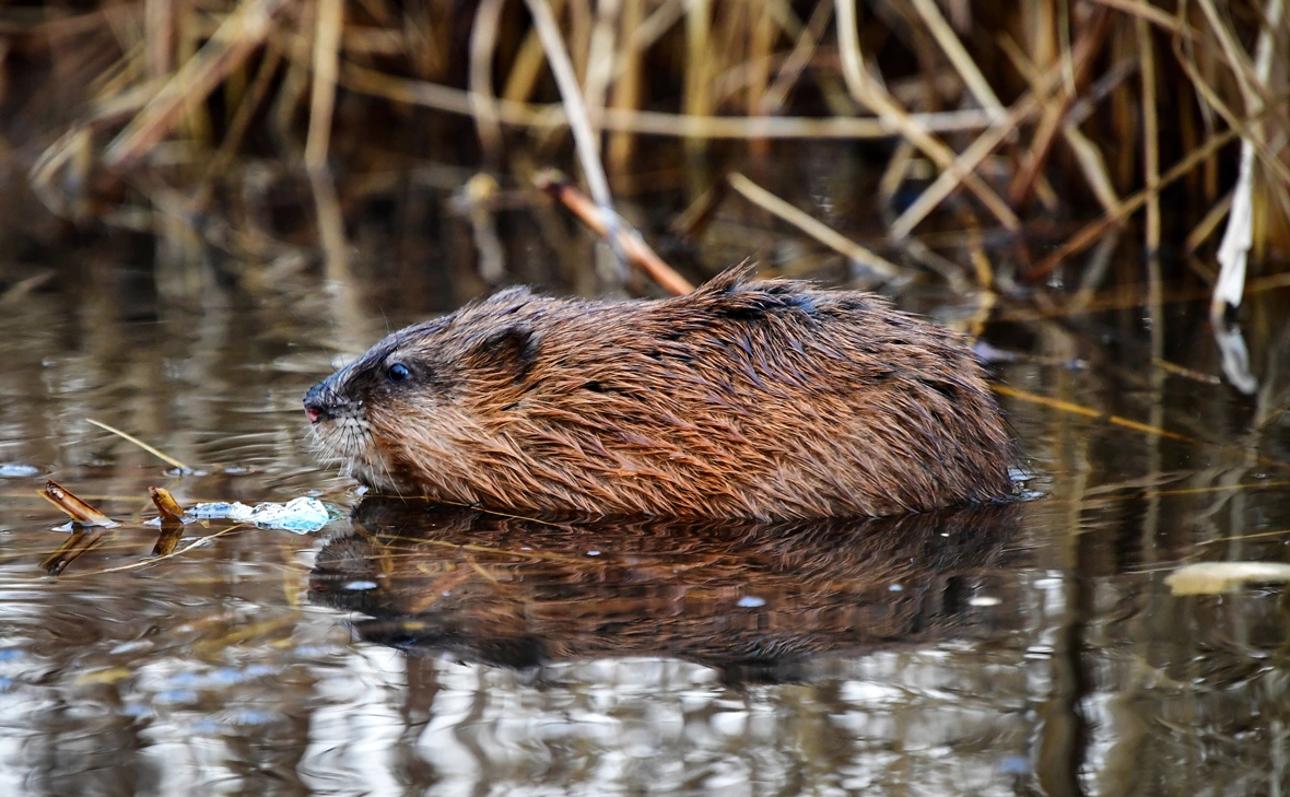 Юрий Смитюк / ТАСС