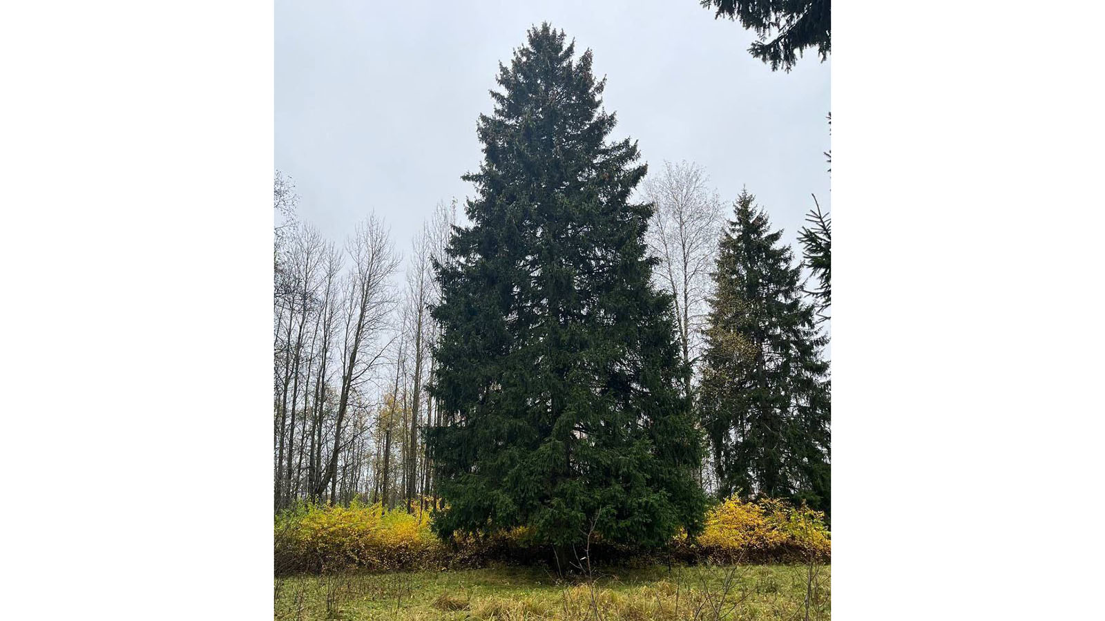 В Подмосковье нашли главную новогоднюю елку России. Как она выглядит