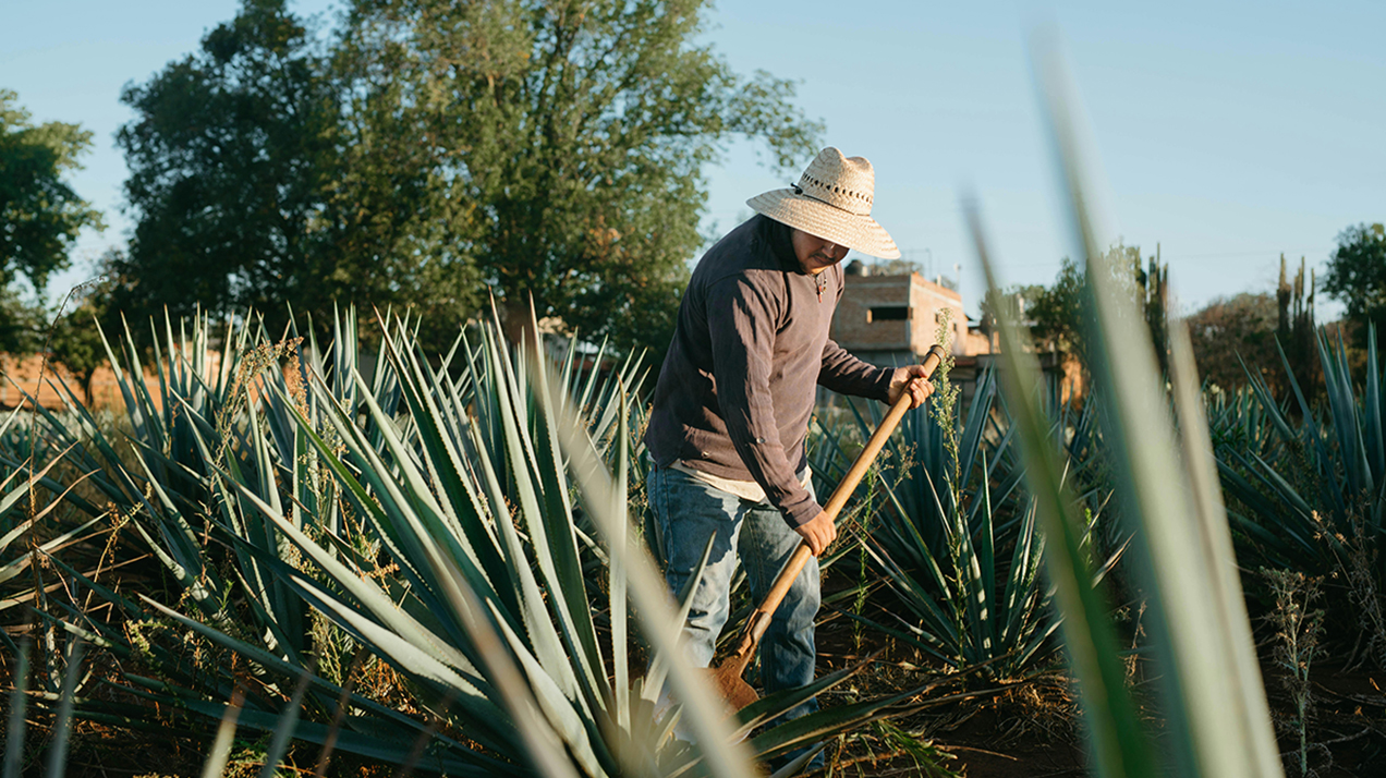 Венесуэла объявила о планах экспортировать кокуй в Россию