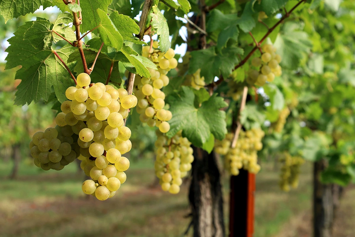 Буквально за 20 лет, в период с 1875 по 1894 год, число виноградовладельцев в Кубанской области выросло с 257 до 2736 человек, а площадь виноградников — с 218 до 2500 десятин, то есть более чем в десять раз