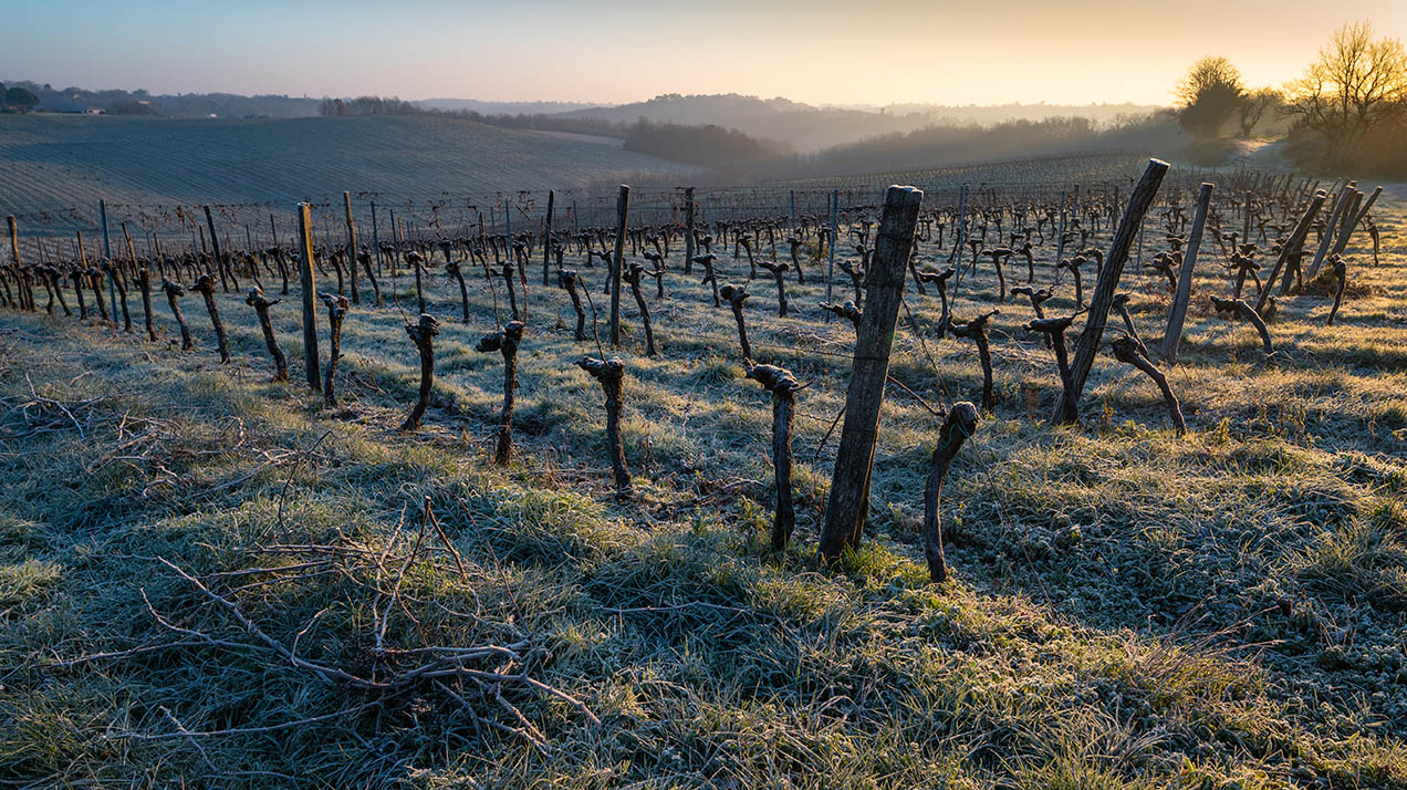 В Германии сбор винограда для айсвайна начался раньше обычного