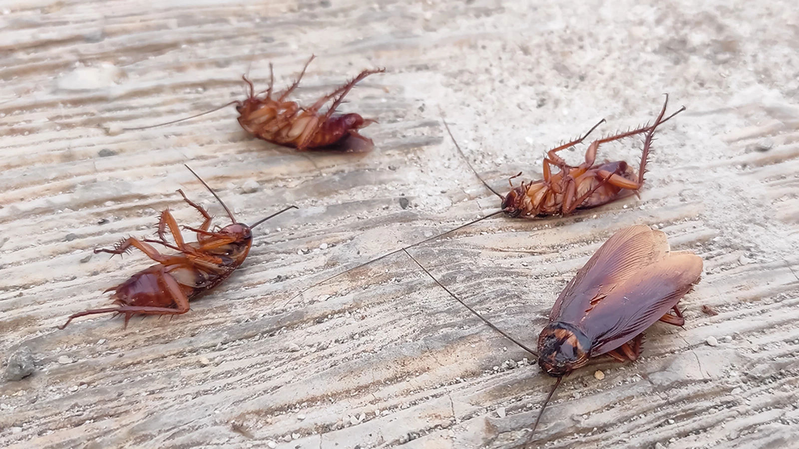 Японская компания — производитель инсектицидов почтила память насекомых