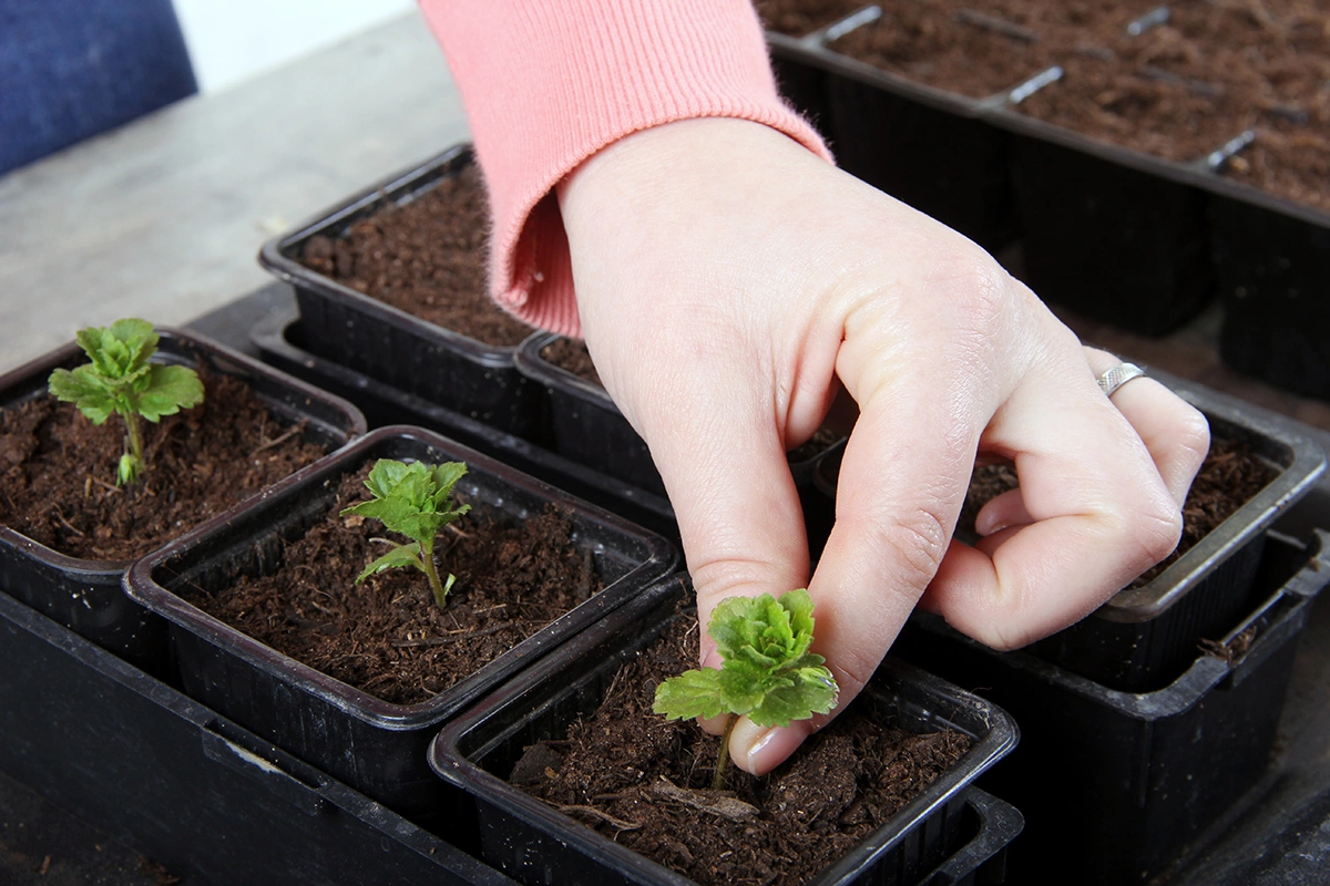 Некоторые садоводы при работе с растениями ориентируются на лунный календарь