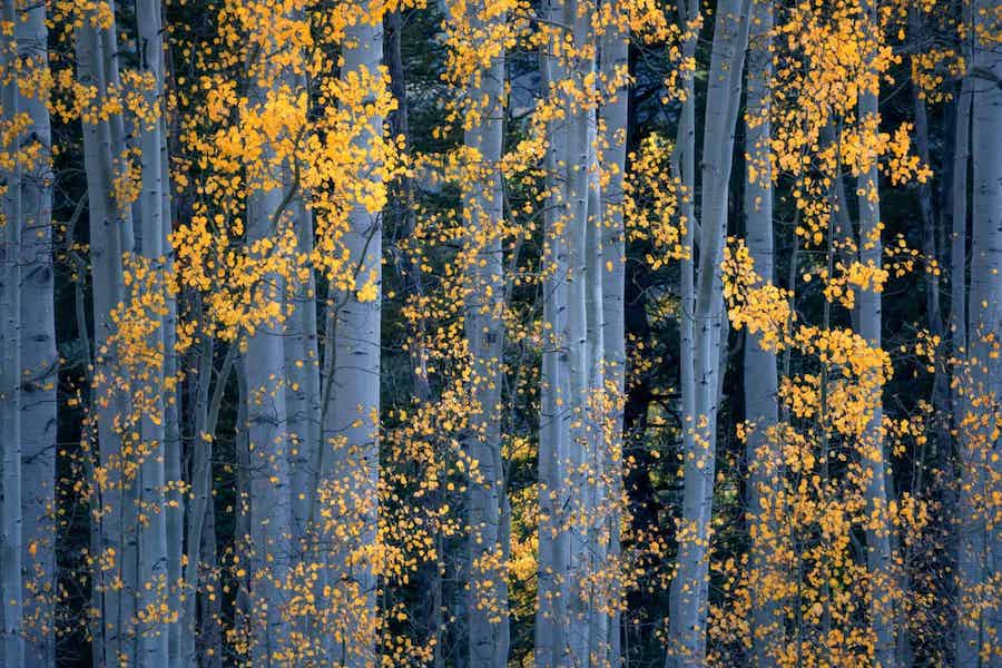 Победитель в номинации &laquo;Фотограф года&raquo;