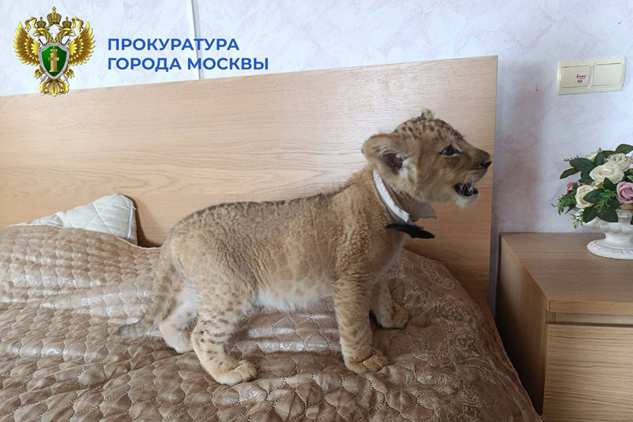 Фото: moscowproc / Telegram