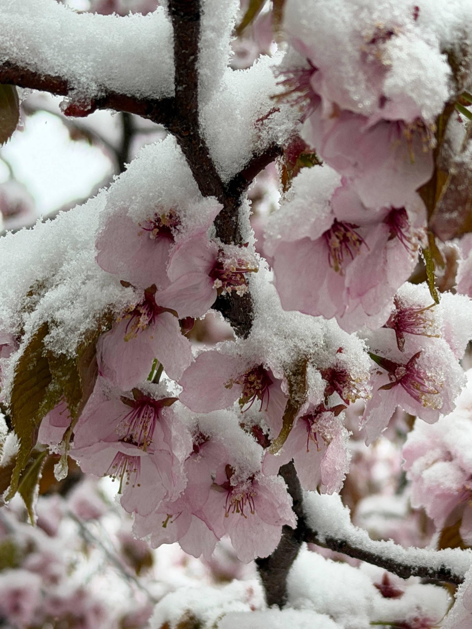 Снегопад в «Аптекарском огороде»