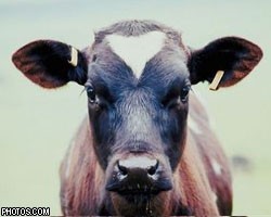 В ЕС мясо клонированных животных признано безвредным 