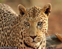 Леопарда из поселка Речник отправят в зоопарк