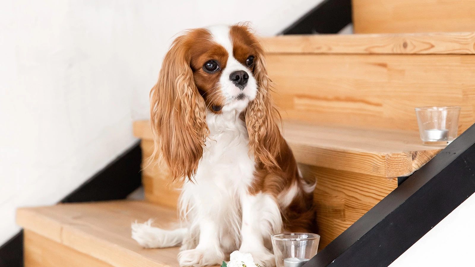 5 пород собак, которые подойдут даже для очень маленькой квартиры | РБК Life