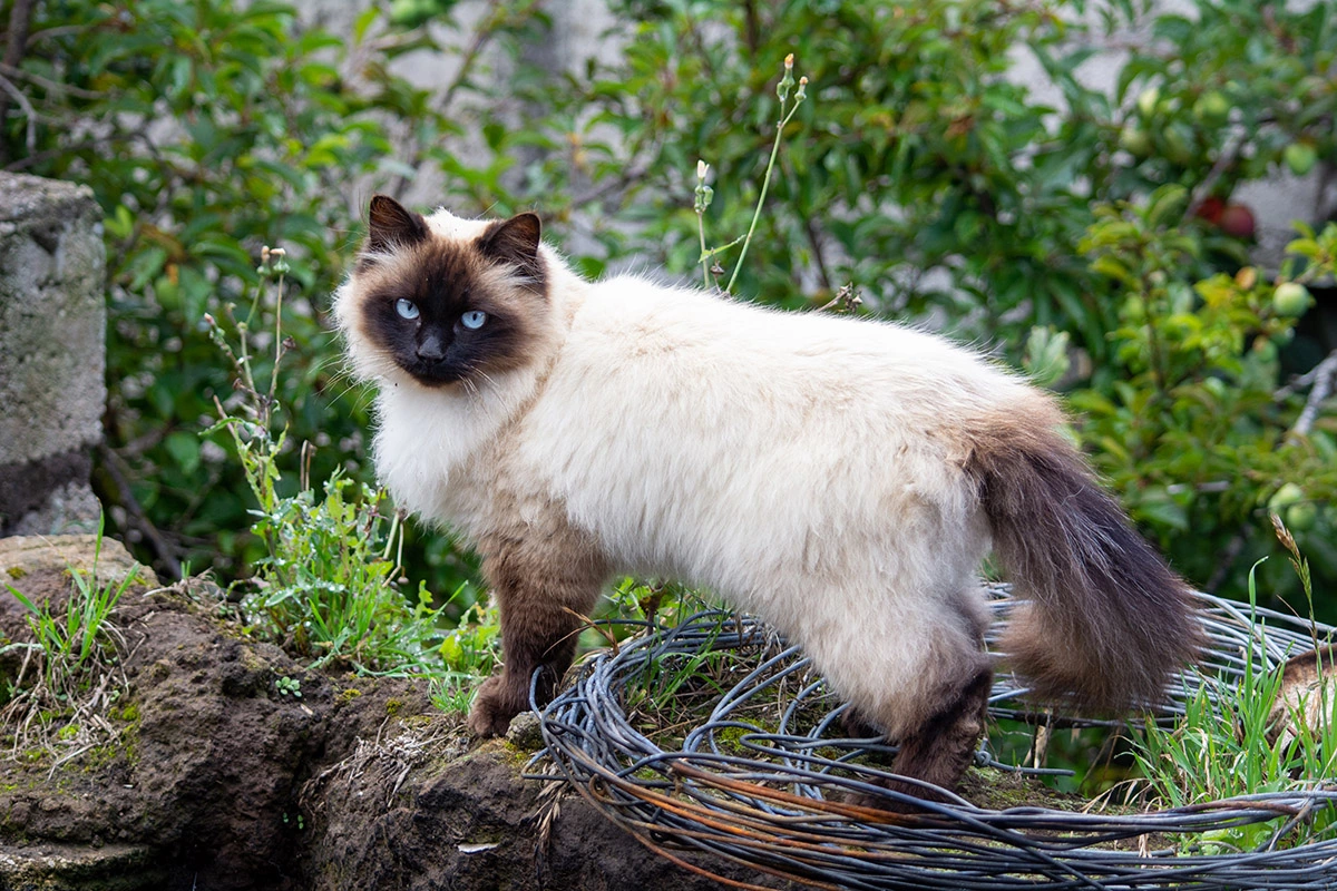 Гималайская кошка