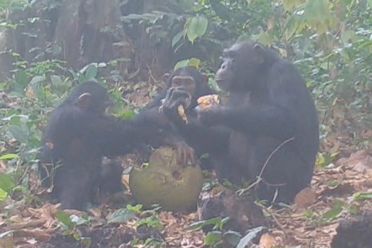 Anna Bowland / Cantanhez Chimpanzee Project / University of Exeter