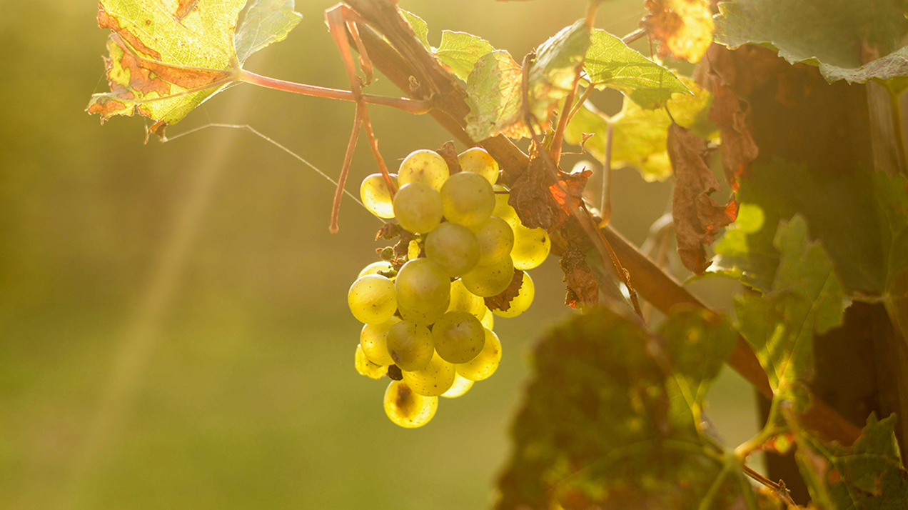Главный винодел Lanson заявил о «великом винтаже, который ждали»