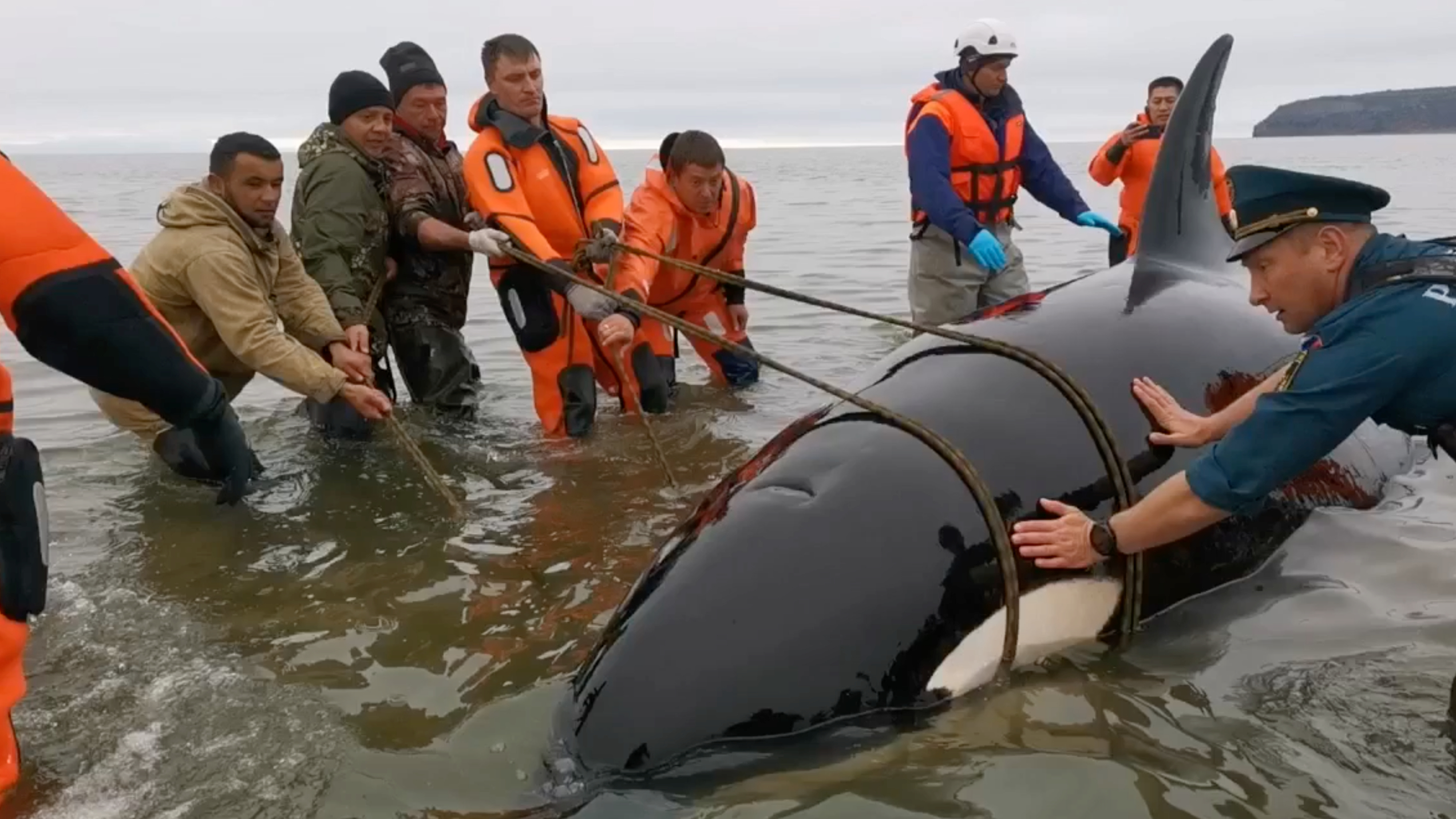 Спасение косаток на камчатке. Касатка Магадан. Спасение морских животных. Фото спасение морских животных.