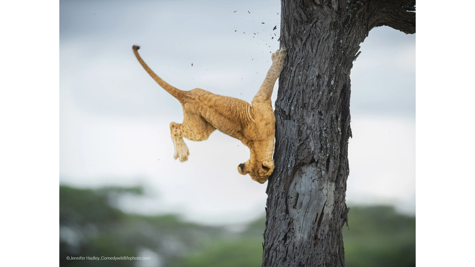 Опубликованы фото победителей конкурса Comedy Wildlife Photography Awards  2022 | РБК Life