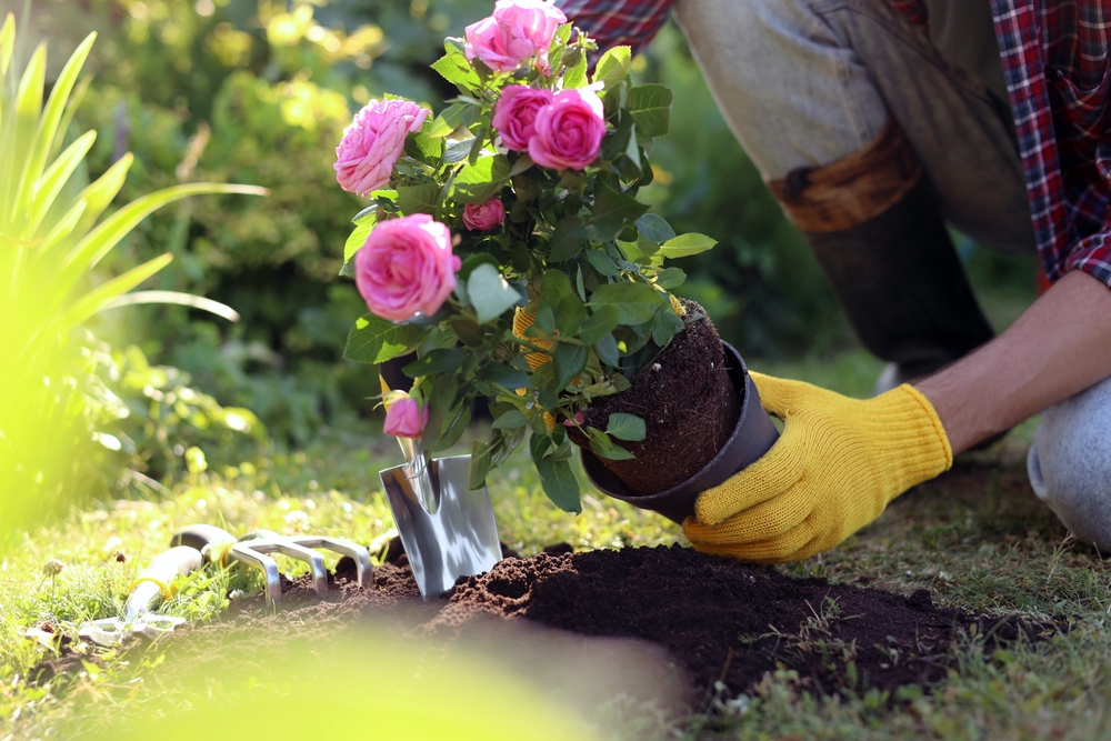 Подборка лучших растений-соседей для роз