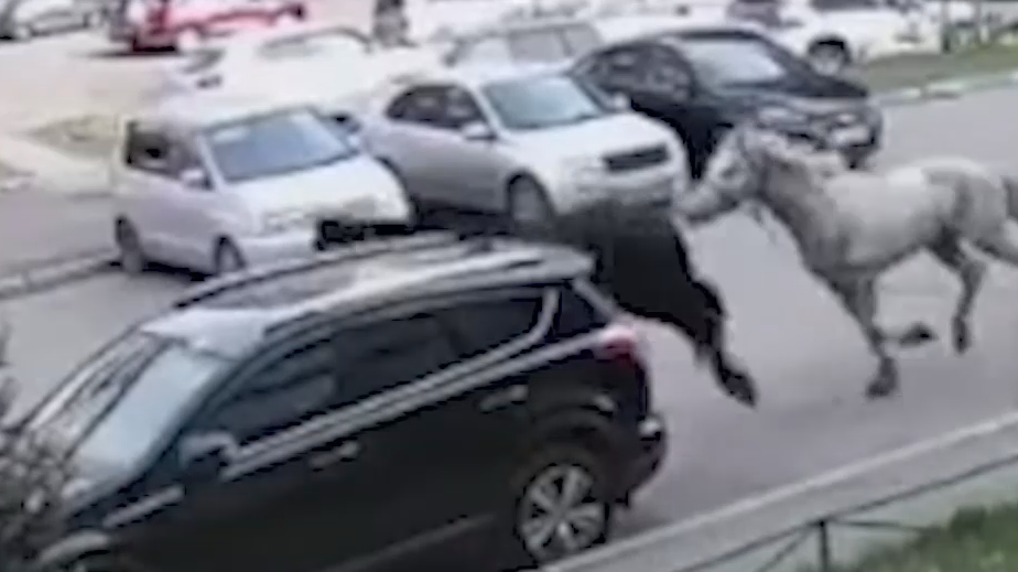 Кони в Новокузнецке сбили детей около многоэтажки. Видео