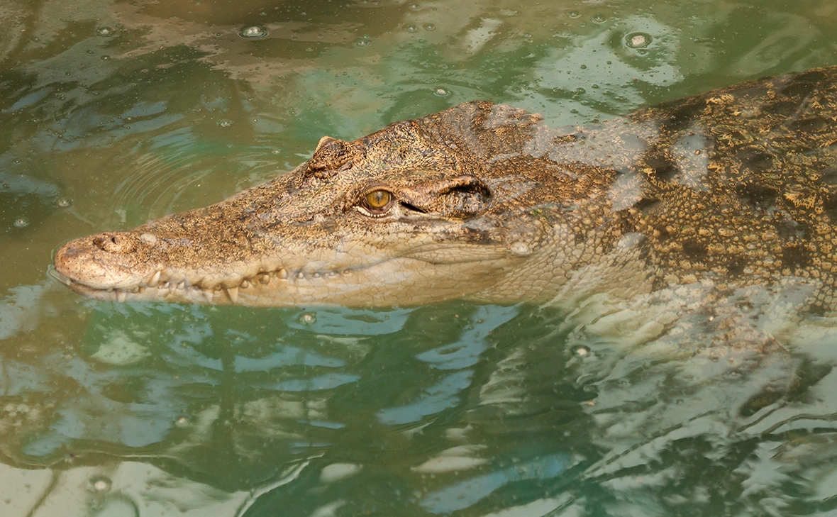 Алексей Смышляев / Global Look Press