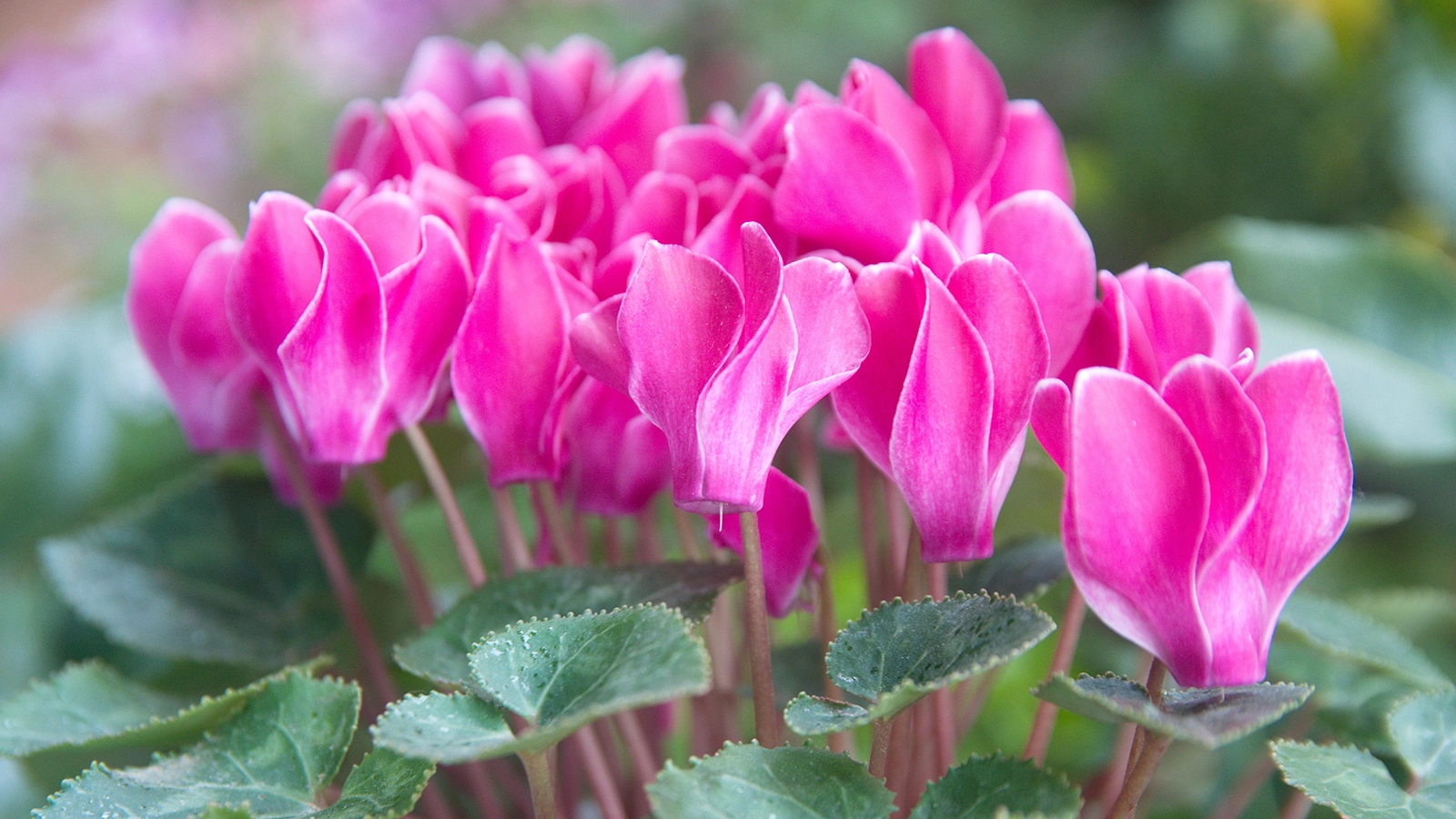 Цикламен (лат. Cyclamen) — это многолетнее травянистое растение семейства первоцветных