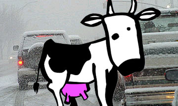 При въезде в Москву несколько автомобилей врезались в стадо коров