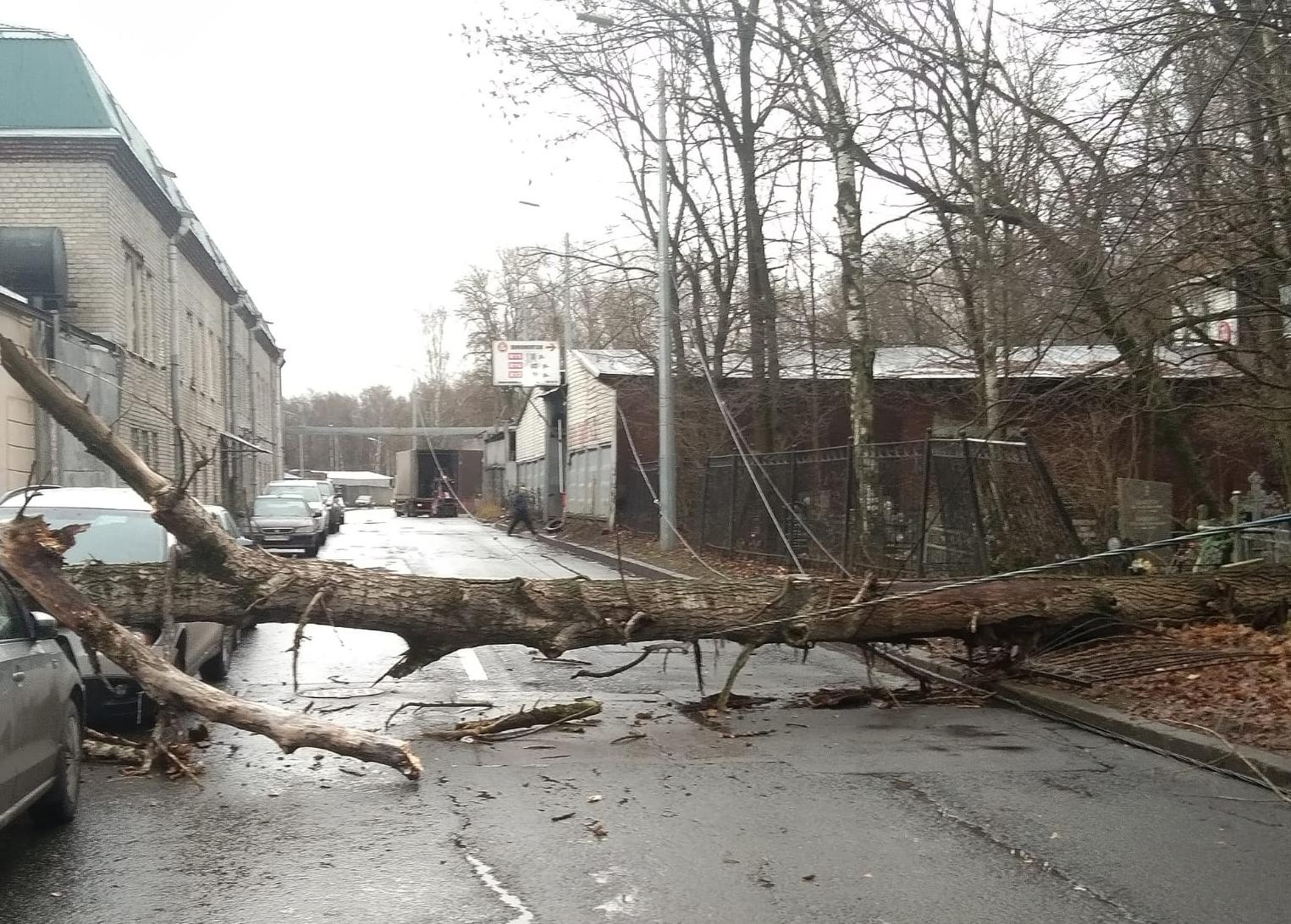 В Красногвардейском районе Петербурга улицу Дегтярева перегородил большой тополь, рухнувший на проезжую часть с территории кладбища.