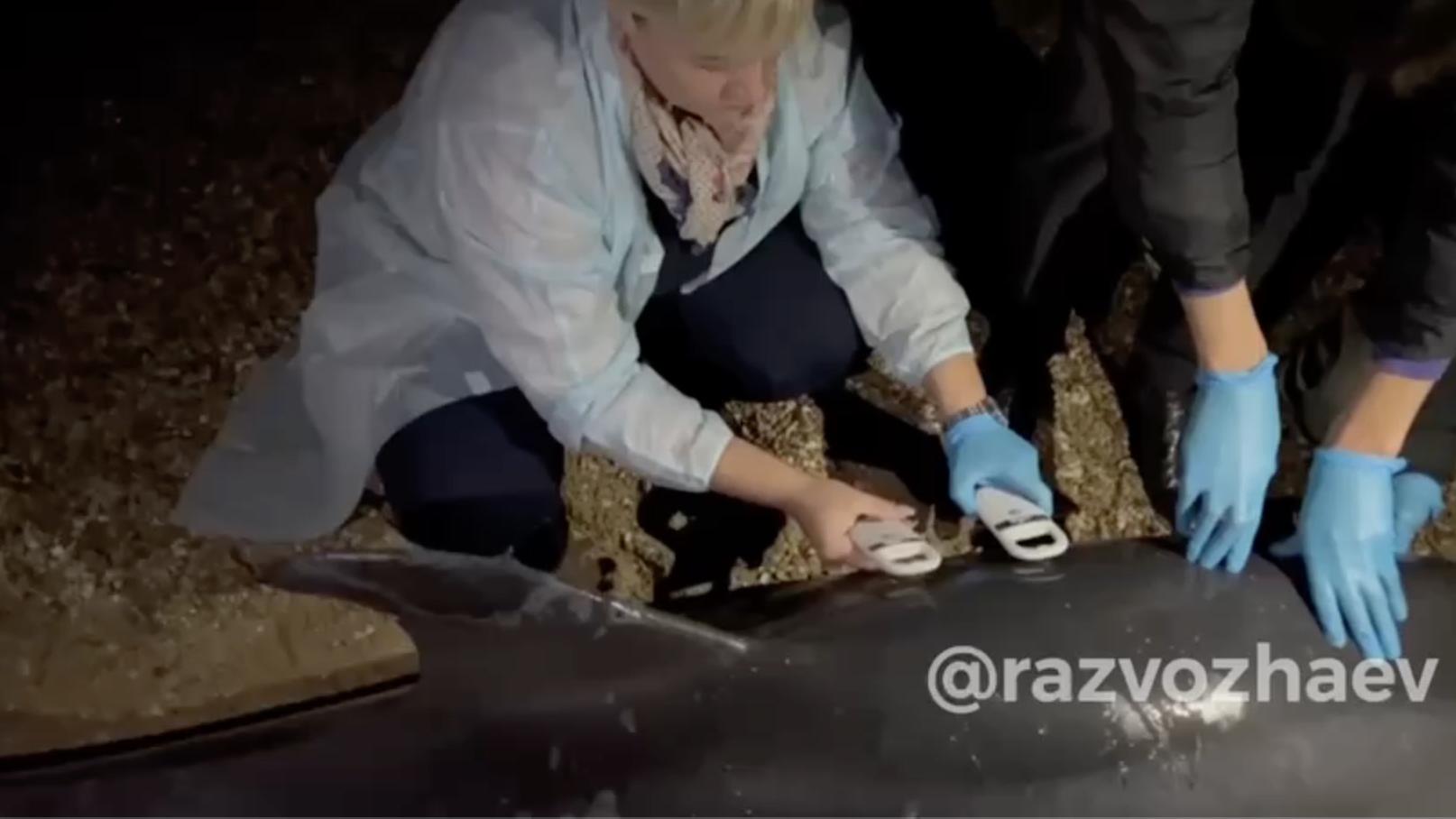 В Севастопольской бухте нашли мертвого дельфина