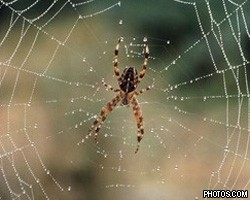 Австралийский насильник винит в своих деяниях паука