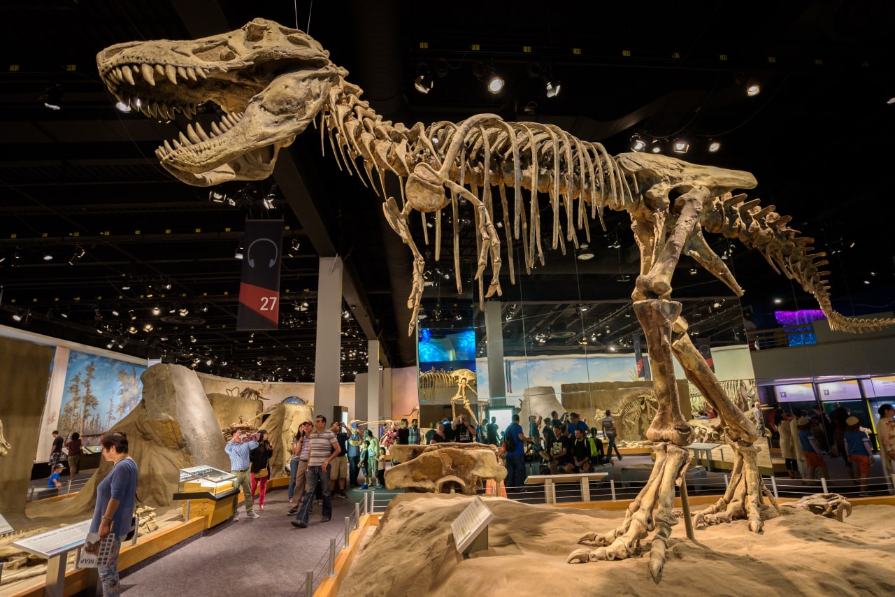 Скелет динозавра в палеонтологическом музее Royal Tyrrell