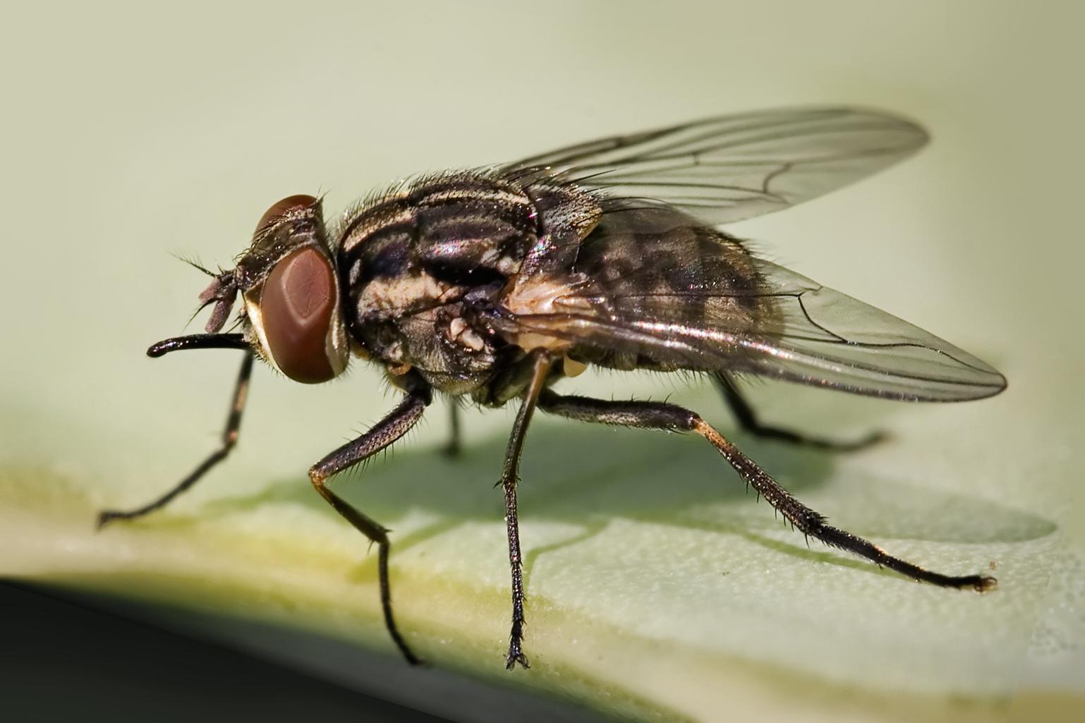 Кусающие человека мухи могут быть переносчиком опасных болезней, включая сибирскую язву