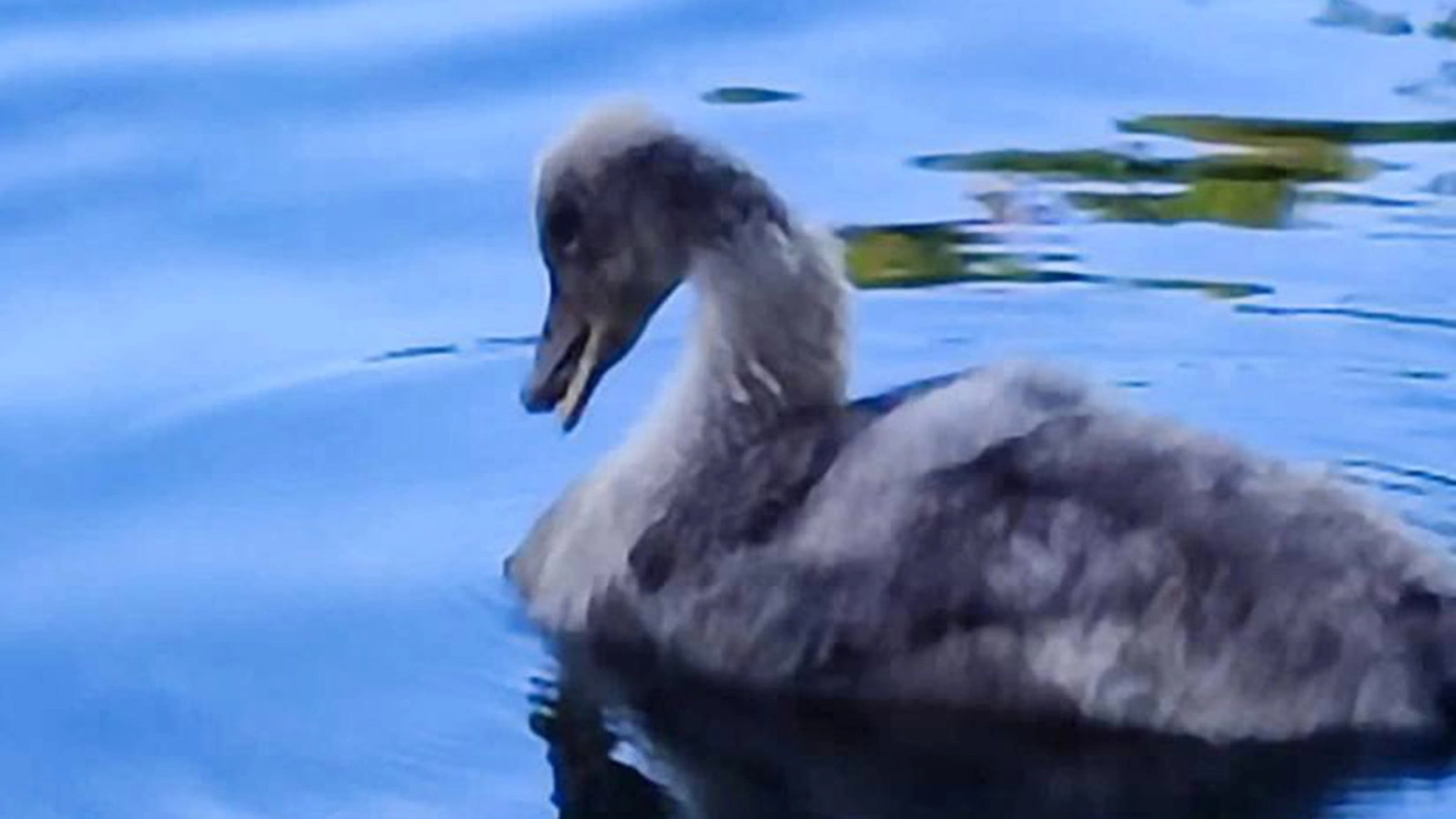<p>В Зеленограде спасли птенца черного лебедя</p>
