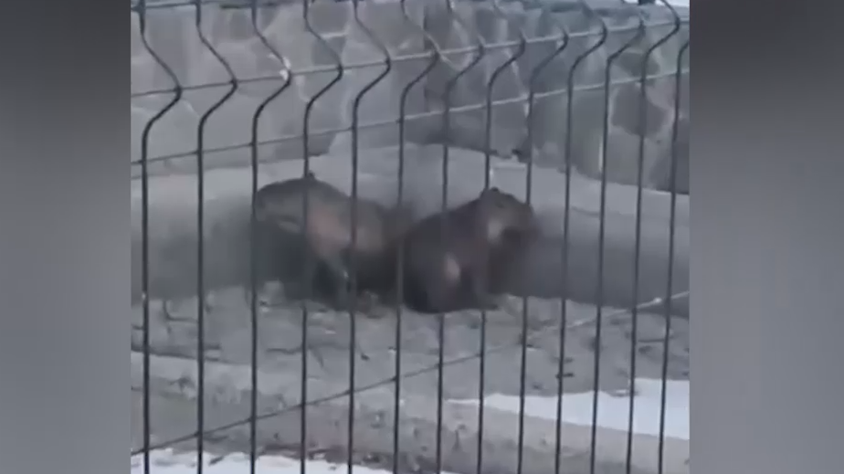 В Ростове-на-Дону загорелся вольер с капибарами