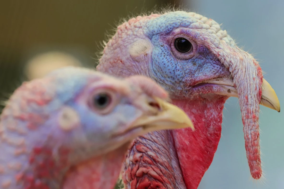 Размик Закарян / URA.RU