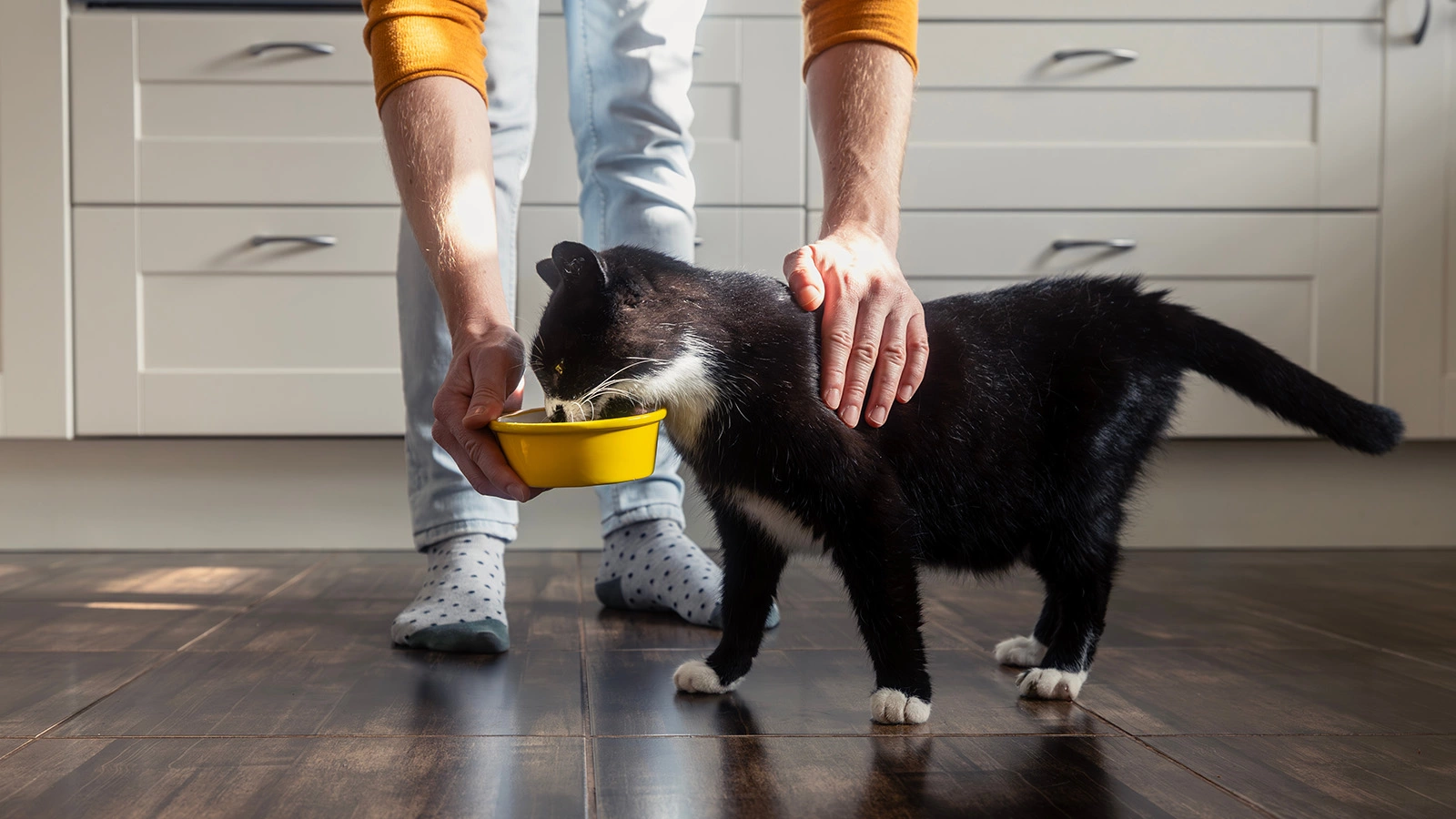 Для кошек и собак в 2025 году пересмотрены расчеты потребности в калориях с учетом возраста, активности и температуры окружающей среды