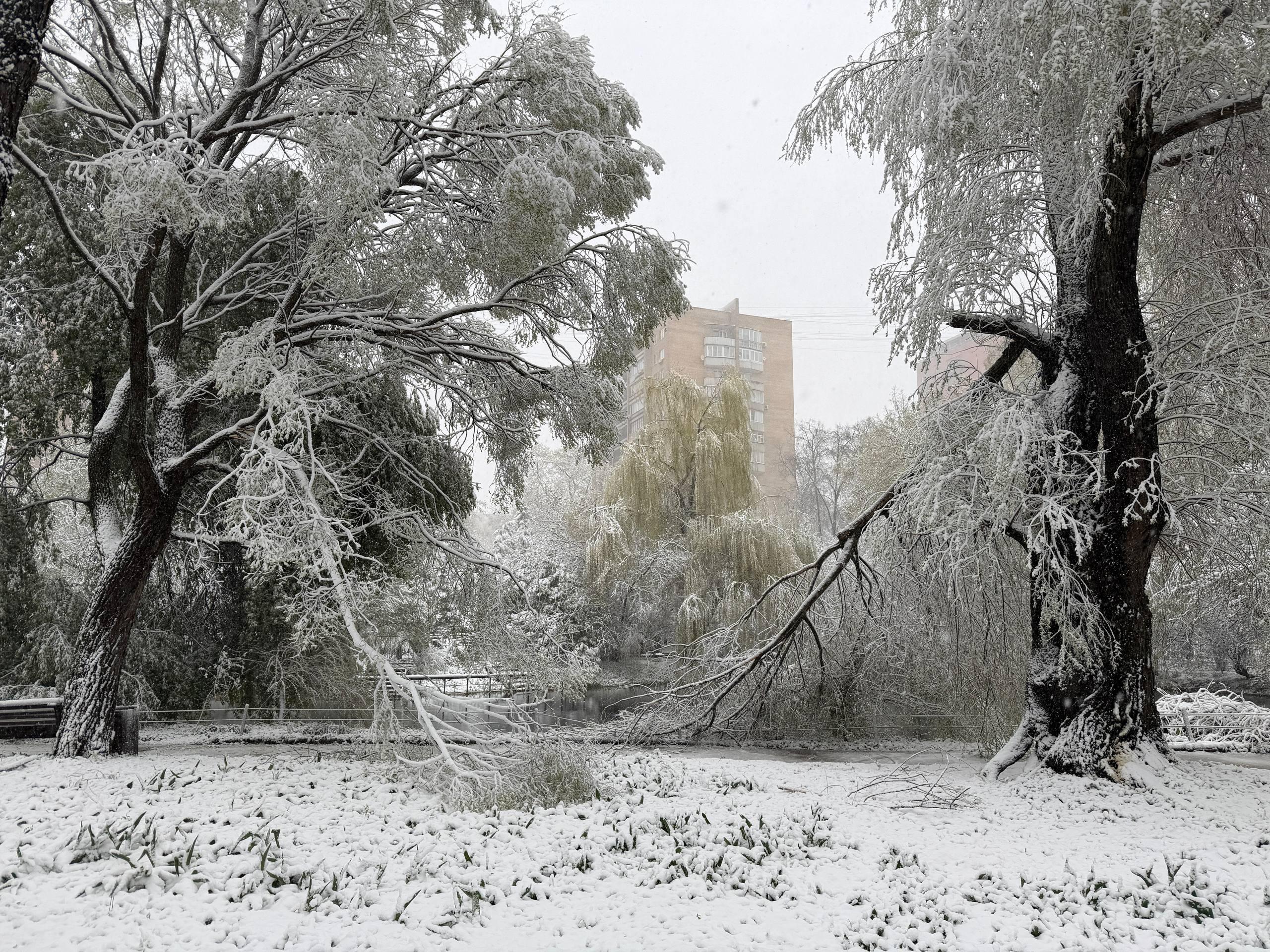 Снегопад в «Аптекарском огороде»