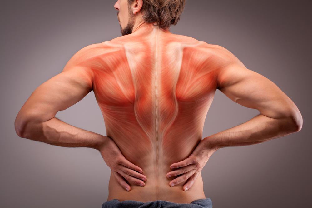 Подвижность, гибкость, сила и выносливость спины &mdash; ключевые факторы для сохранения здоровья позвоночника и предотвращения болей