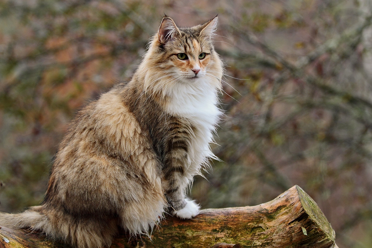 Норвежская лесная кошка