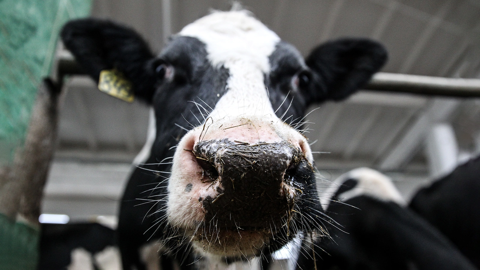 Томские коровы заразились пастереллезом. Что это и чем опасно