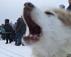 На юго-востоке Москвы бешеная собака покусала десятки человек