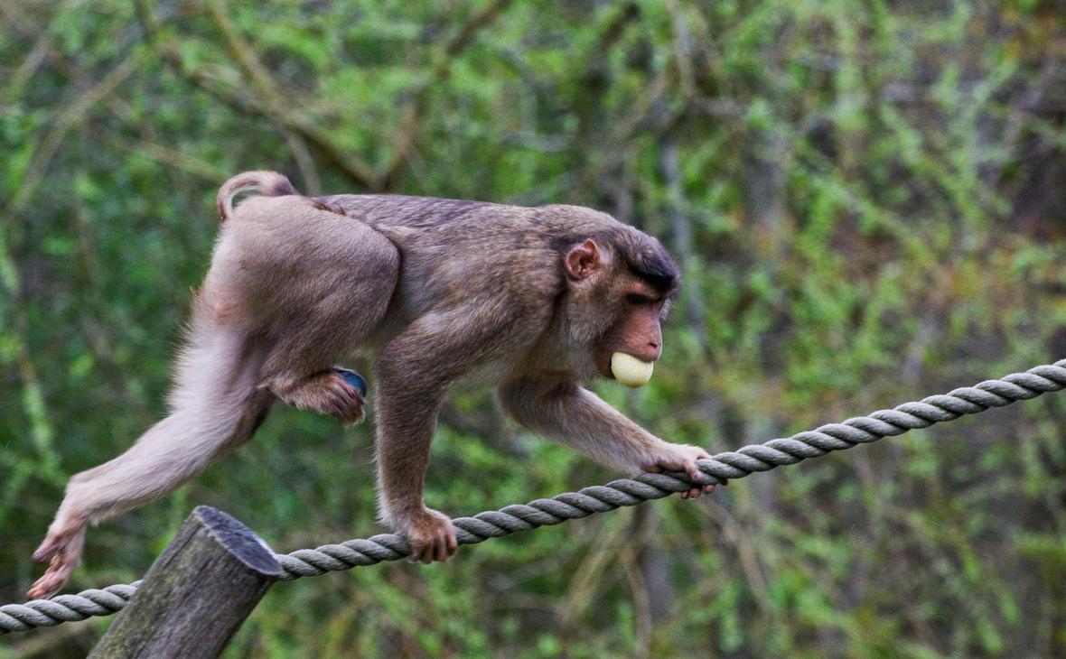 В Гонконге выявили первый случай заражения обезьяньим герпесом