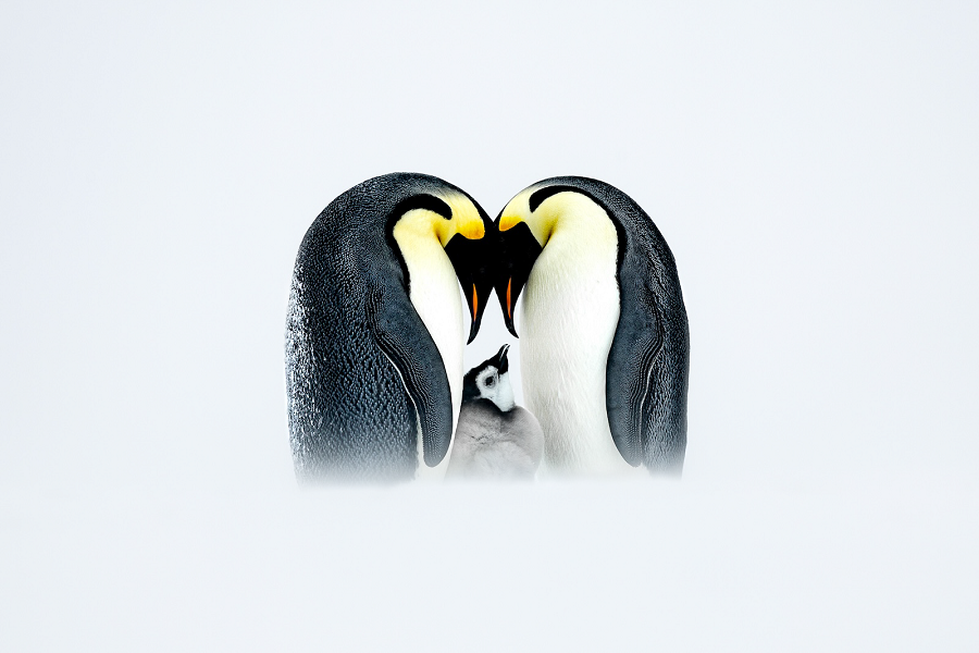 Фото: Thomas Vijayan, Canada