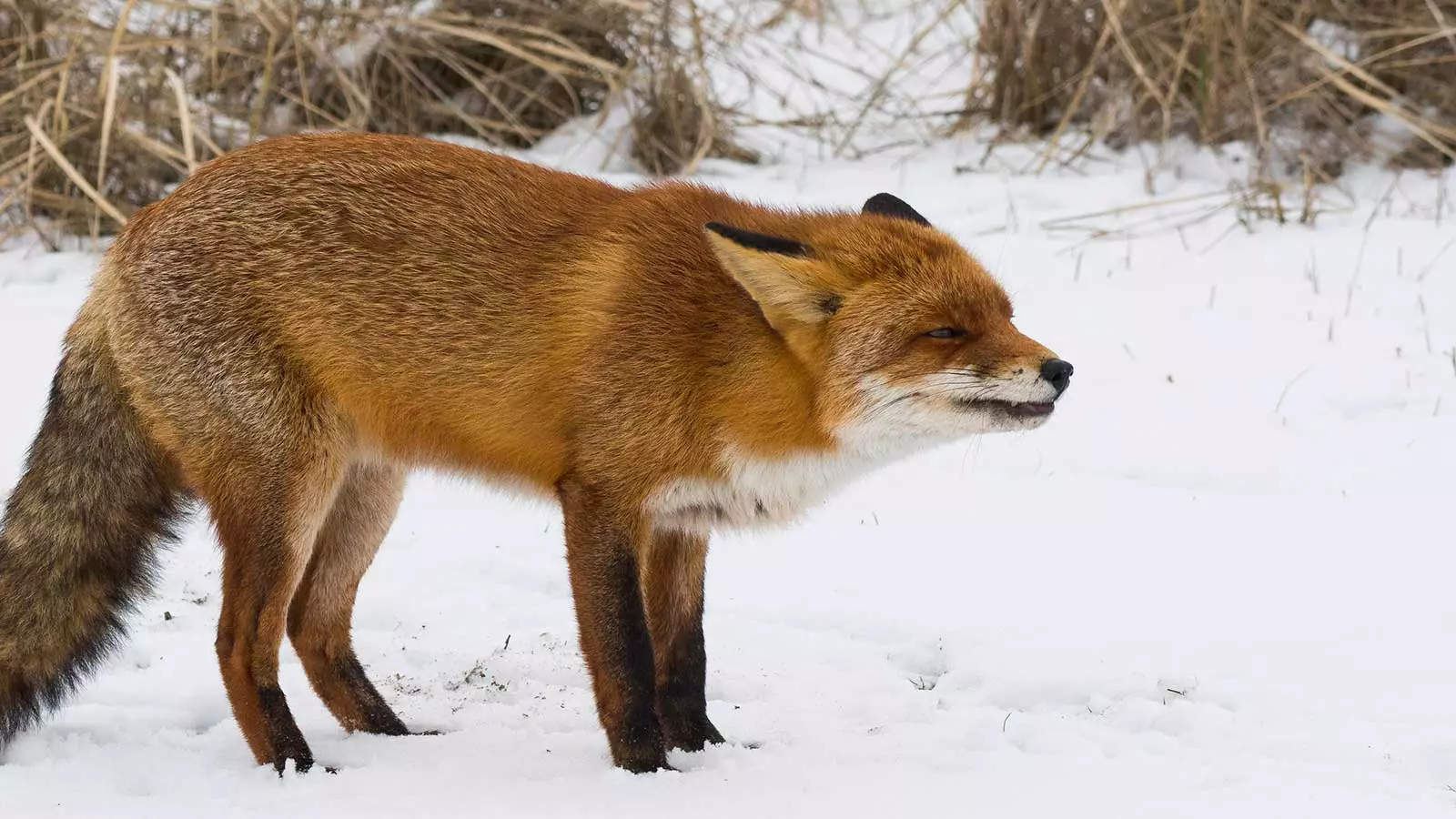 imageBROKER.com / Shutterstock / FOTODOM