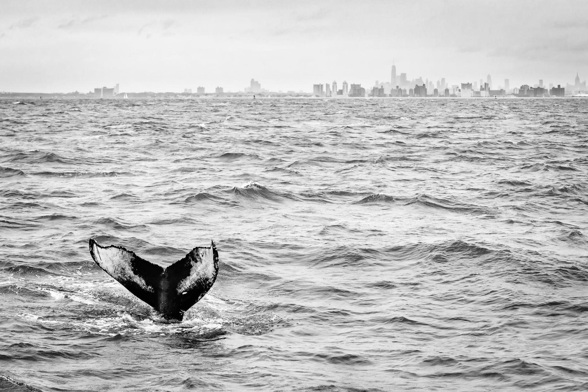 Горбатый кит у берегов Нью-Йорка, США. Фото: Маттийс Ноом. Победитель в категории &laquo;Дикая природа в городе&raquo;
&nbsp;