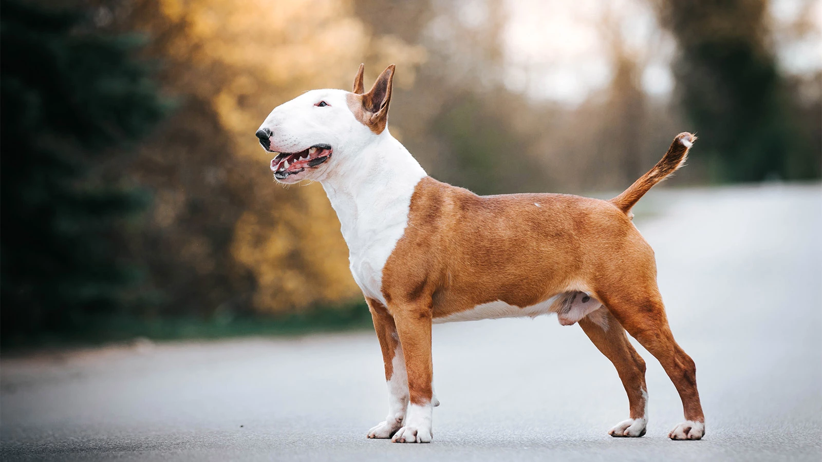 Американский питбультерьер собака - фото, цена, описание, видео